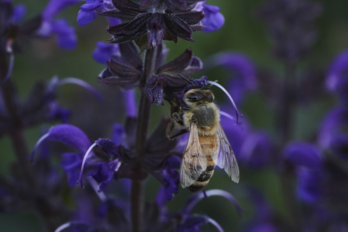 Bees have some ways to cope with a warming Earth, but researchers fear for their future