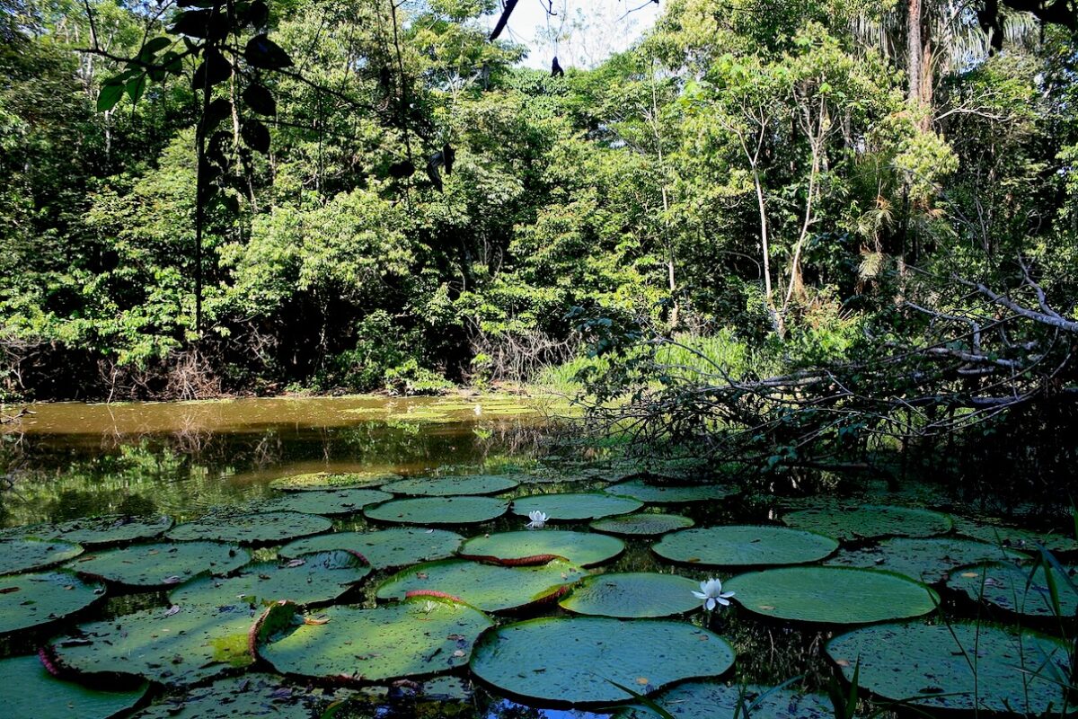 Community patrols can slash environmental crime by 80% (commentary)