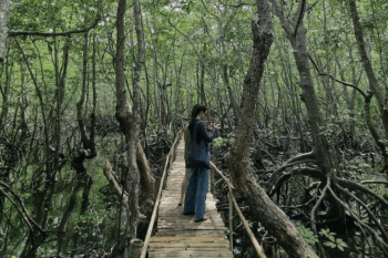 Mangrove forest in the Philippines. Image courtesy of the National Blue Carbon Action Partnership (NBCAP).