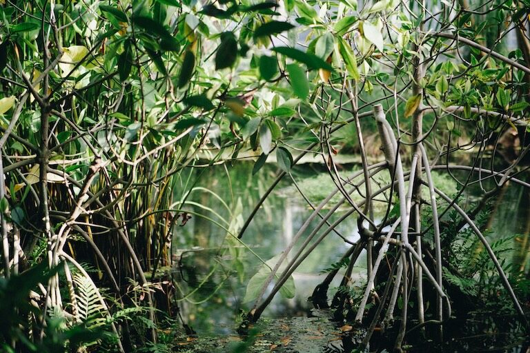 Mangrove forests provide key marine habitats for many creatures, while also protecting coastlines from storms. Image by Maxwell Ridgeway via Unsplash.