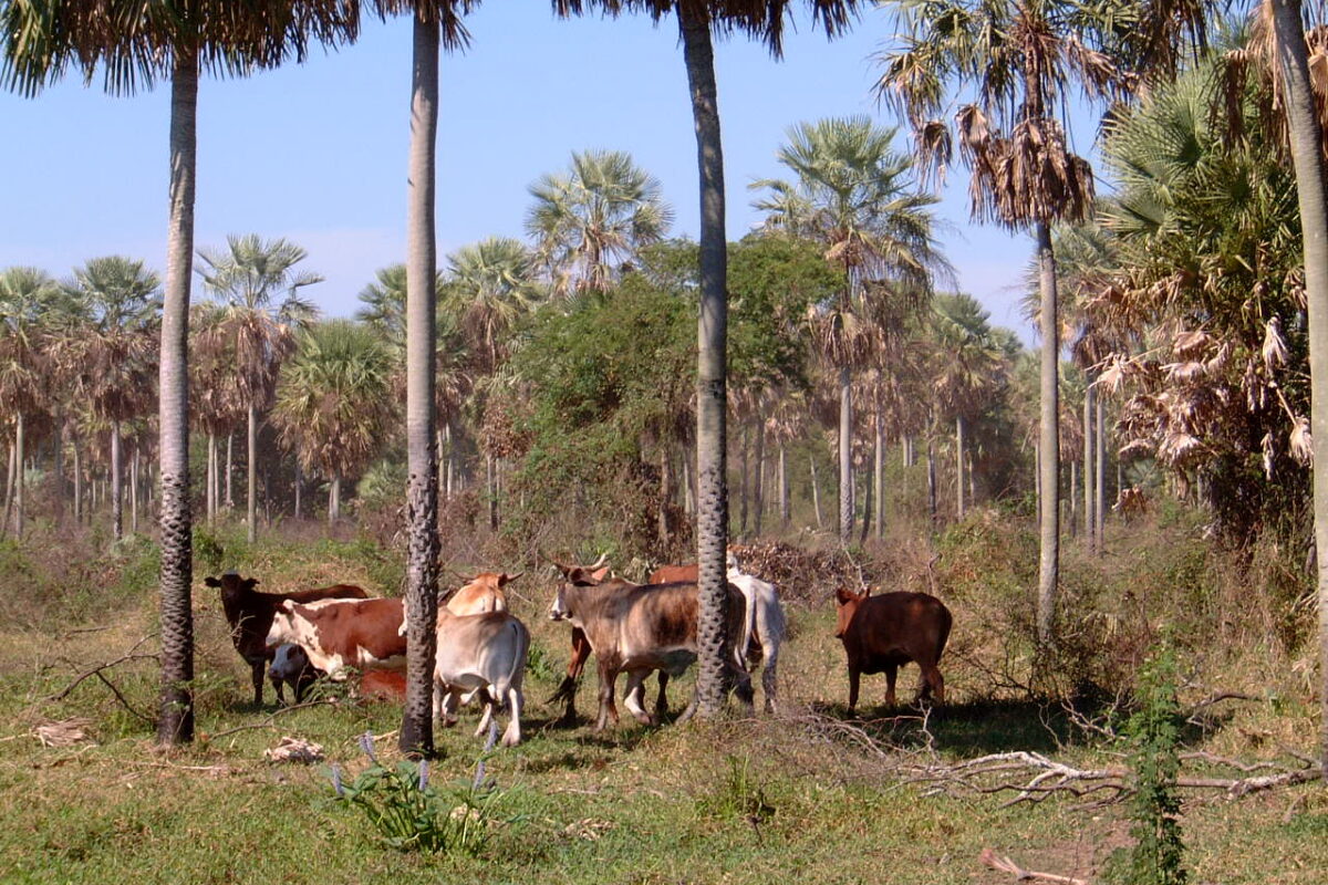Pasture and agricultural expansion in Gran Chaco drive biodiversity loss: Study
