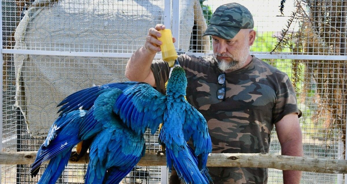 Blue-and-yellow macaws return to São Paulo skies after 50 years, thanks to flying lessons