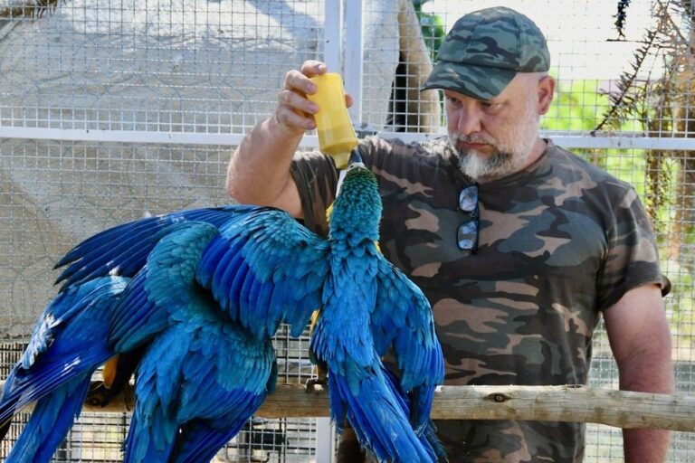 Humberto Mendes feeding a blue-and-yellow macaw. Image courtesy of Chris Biro.