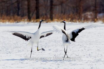 A pair of red-crowned cranes. Image by Francesco Veronesi via Flickr (CC BY-NC-SA 2.0)