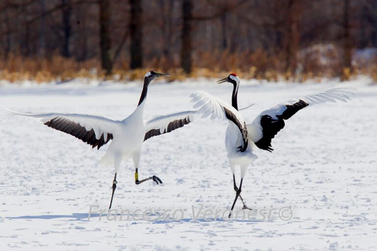 A pair of red-crowned cranes. Image by Francesco Veronesi via Flickr (CC BY-NC-SA 2.0)