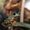 A tiger-legged monkey frog in the Amazon tropical forest.