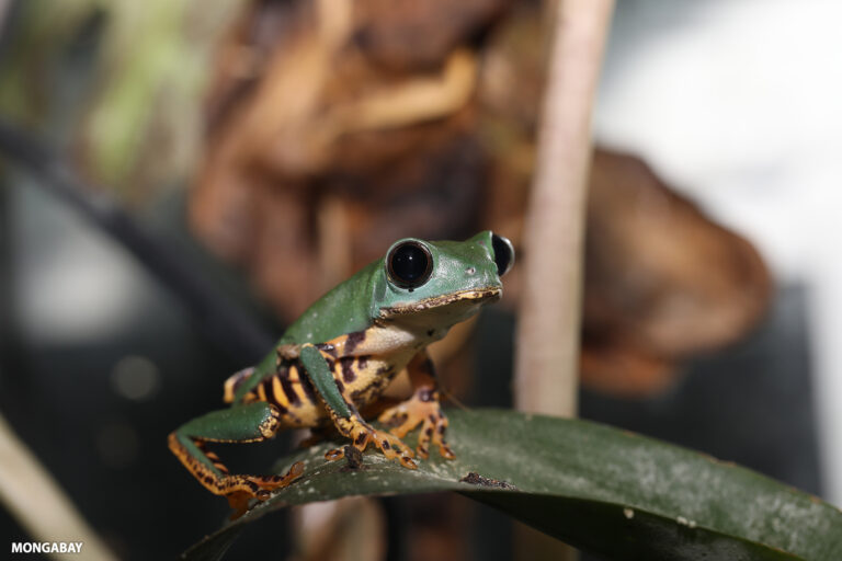 A tiger-legged monkey frog in the Amazon tropical forest.