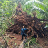 Person standing in front of a fallen tree.