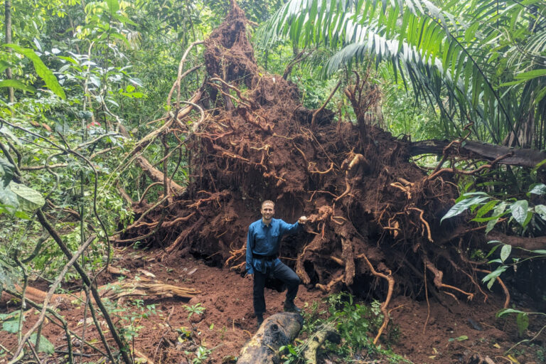 Person standing in front of a fallen tree.