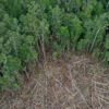 Deforestation for oil palm plantation in Borneo, Indonesia.