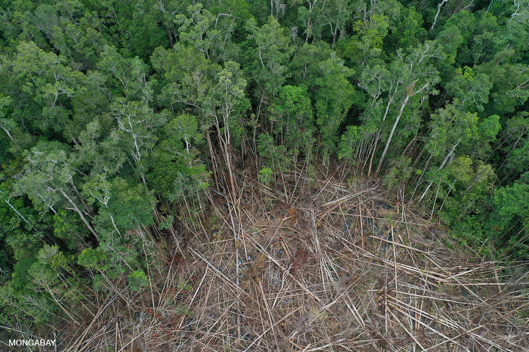 Deforestation for oil palm plantation in Borneo, Indonesia.