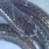 The Barbados threadsnake, a species lost to science for 20 years, was found during an ecological survey on Barbados by the Barbados Ministry of the Environment and National Beautification and Re:wild in March 2025. Image courtesy of Connor Blades