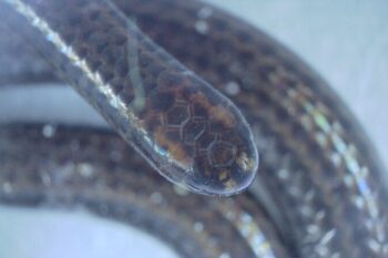 The Barbados threadsnake, a species lost to science for 20 years, was found during an ecological survey on Barbados by the Barbados Ministry of the Environment and National Beautification and Re:wild in March 2025. Image courtesy of Connor Blades