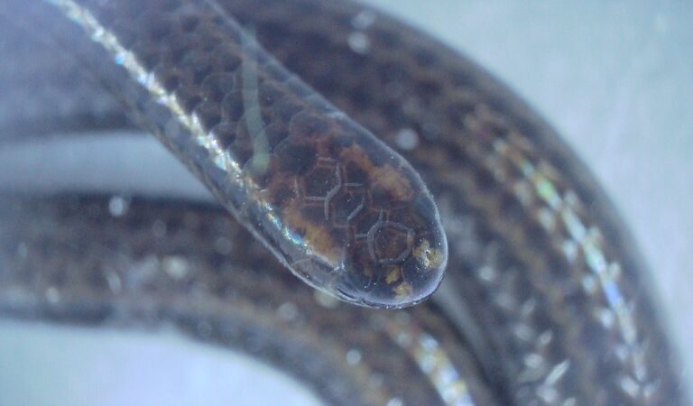 The Barbados threadsnake, a species lost to science for 20 years, was found during an ecological survey on Barbados by the Barbados Ministry of the Environment and National Beautification and Re:wild in March 2025. Image courtesy of Connor Blades