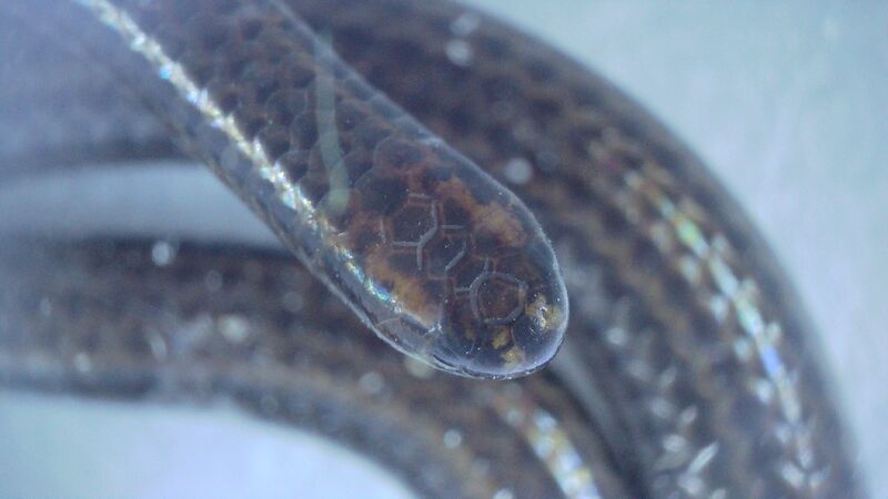 World’s smallest snake rediscovered in Barbados after 20-year absence