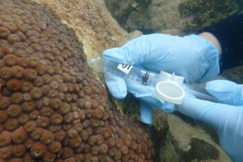 Researcher Kelly Pitts samples tissue from a great star coral. Image courtesy of Hunter Noren.