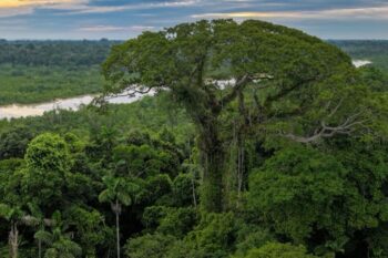 The Amazon Rainforest in Ecuador. Image by Rhett Ayers Butler.