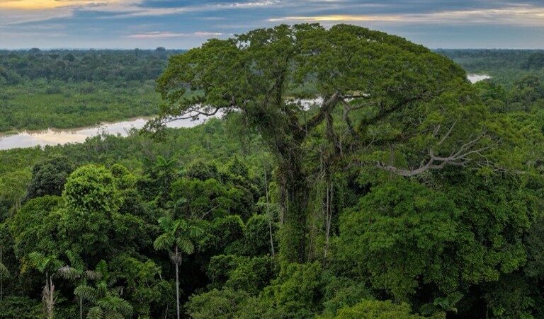The Amazon Rainforest in Ecuador. Image by Rhett Ayers Butler.