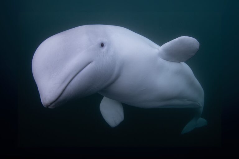 A beluga whale in the Arctic Ocean near Norway.