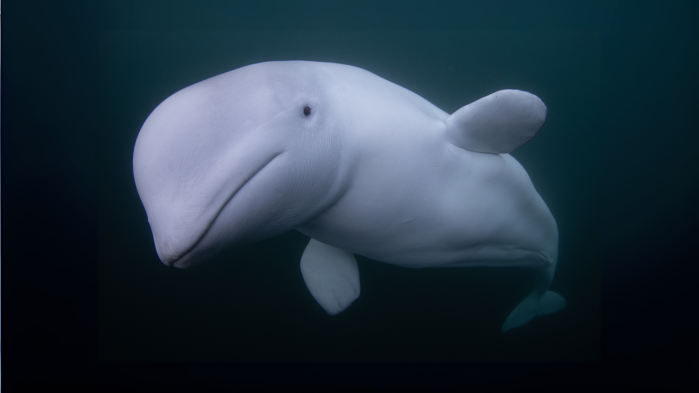 A beluga whale in the Arctic Ocean near Norway.