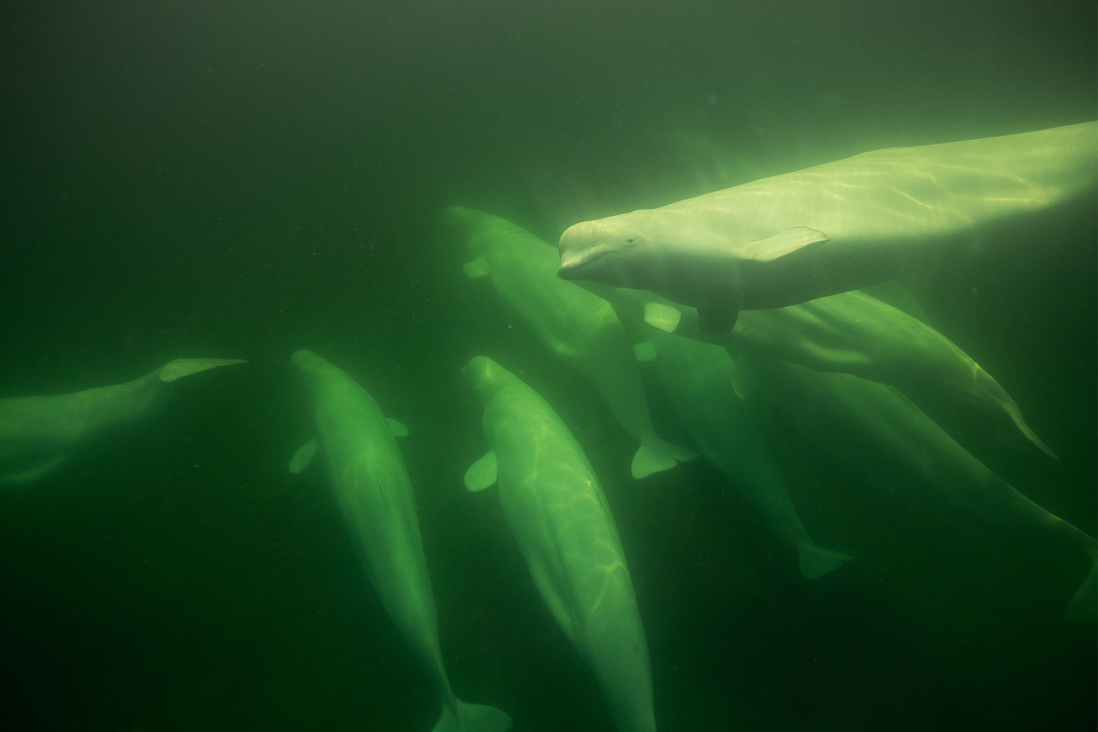 Beluga whales as captured on the Beluga Cam in 2025.