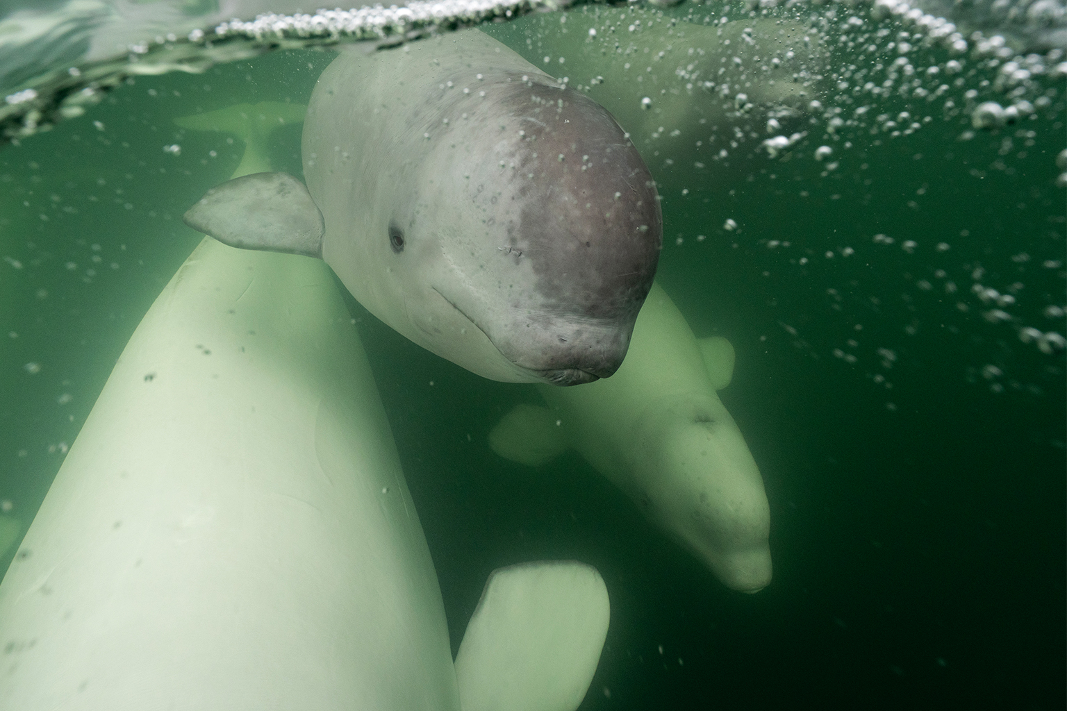 Beluga whales
