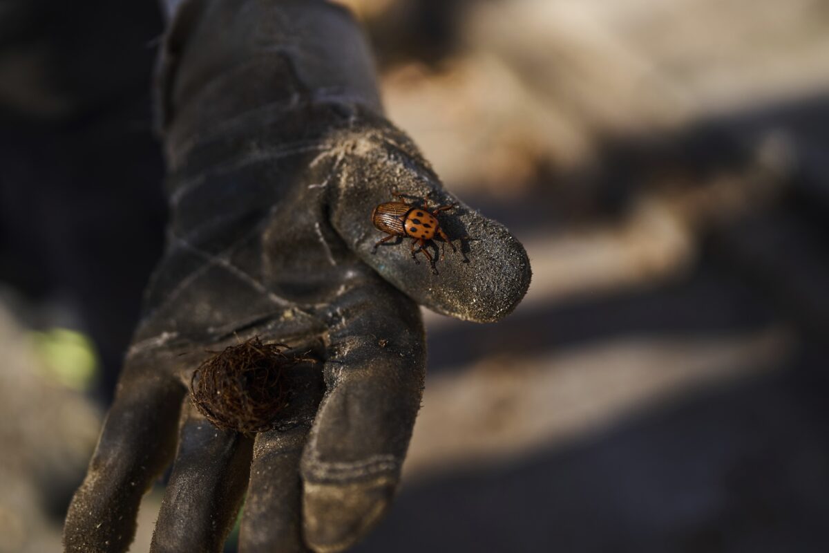Uruguay confronts a powerful new threat to its palm trees: A tiny red bug