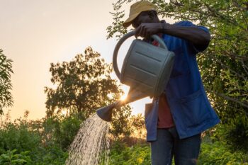 A forest gardener waters vegetables in his forest garden in Kaffrine, Senegal.
