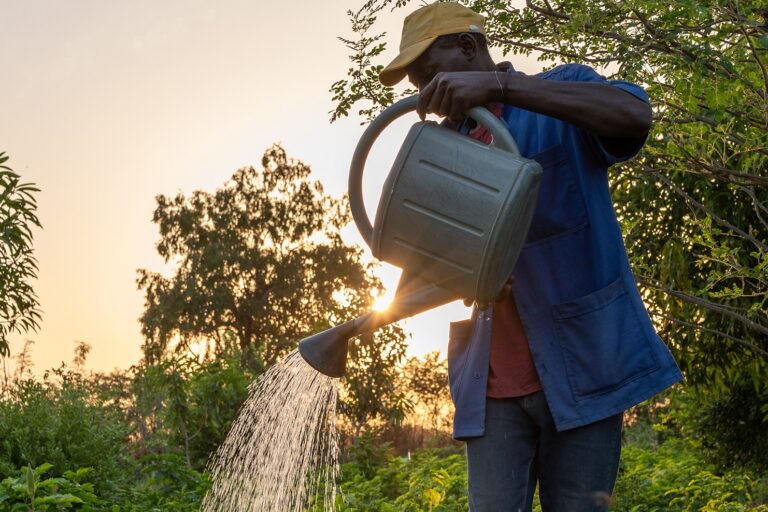 A forest gardener waters vegetables in his forest garden in Kaffrine, Senegal.