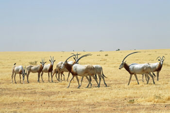 Scimitar-horned oryx in Ouadi Rimé-Ouadi Achim Faunal Reserve in Chad. Image by Inyathi via Wikimedia Commons (CC BY-SA 4.0).