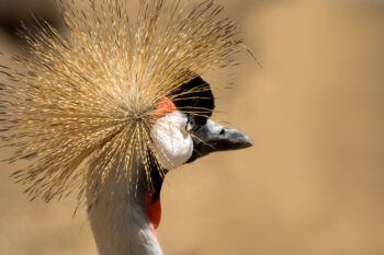 Black crowned crane (Balearica pavonina). Image by Saverio Savio via Flickr (CC BY-NC-ND 2.0).
