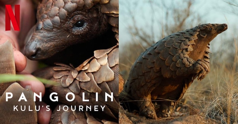 Promotional images of new Netflix documentary Pangolin: Kulu's Journey.