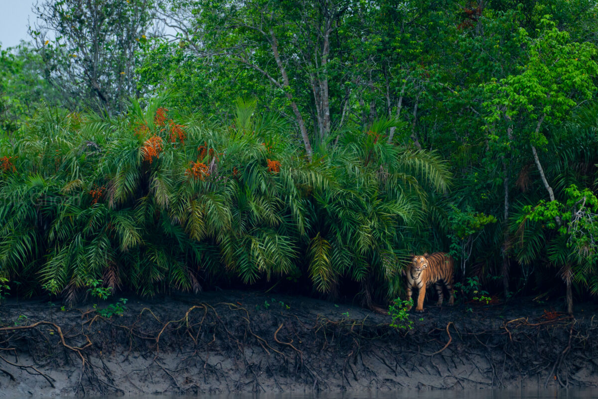 Photos: Mangrove photography awards showcase a diverse & fragile ecosystem