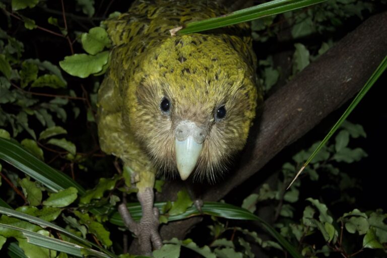 An adult female kākāpō (Strigops habroptila) in a tree at night. Kākāpō are nocturnal and flightless. Image by Andrew Digby/New Zealand Department of Conservation.