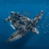 A leatherback turtle (Dermochelys coriacea).