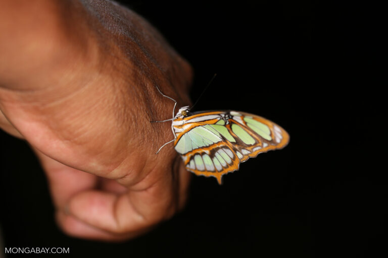 Butterfly on a man's hand in Madre de Dios