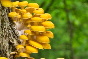 Golden oyster mushrooms. Image by Jordan Cook via Flickr (CC BY-NC 2.0).