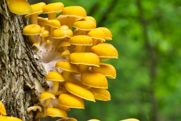 Golden oyster mushrooms. Image by Jordan Cook via Flickr (CC BY-NC 2.0).