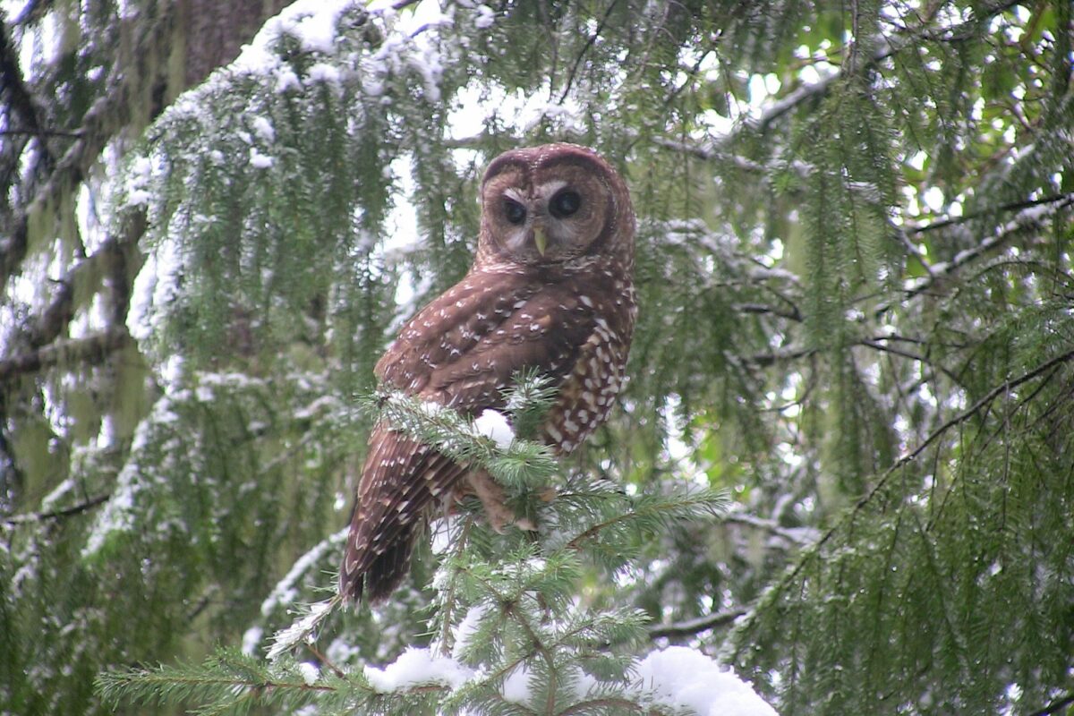 Killing barred owls to save spotted owls