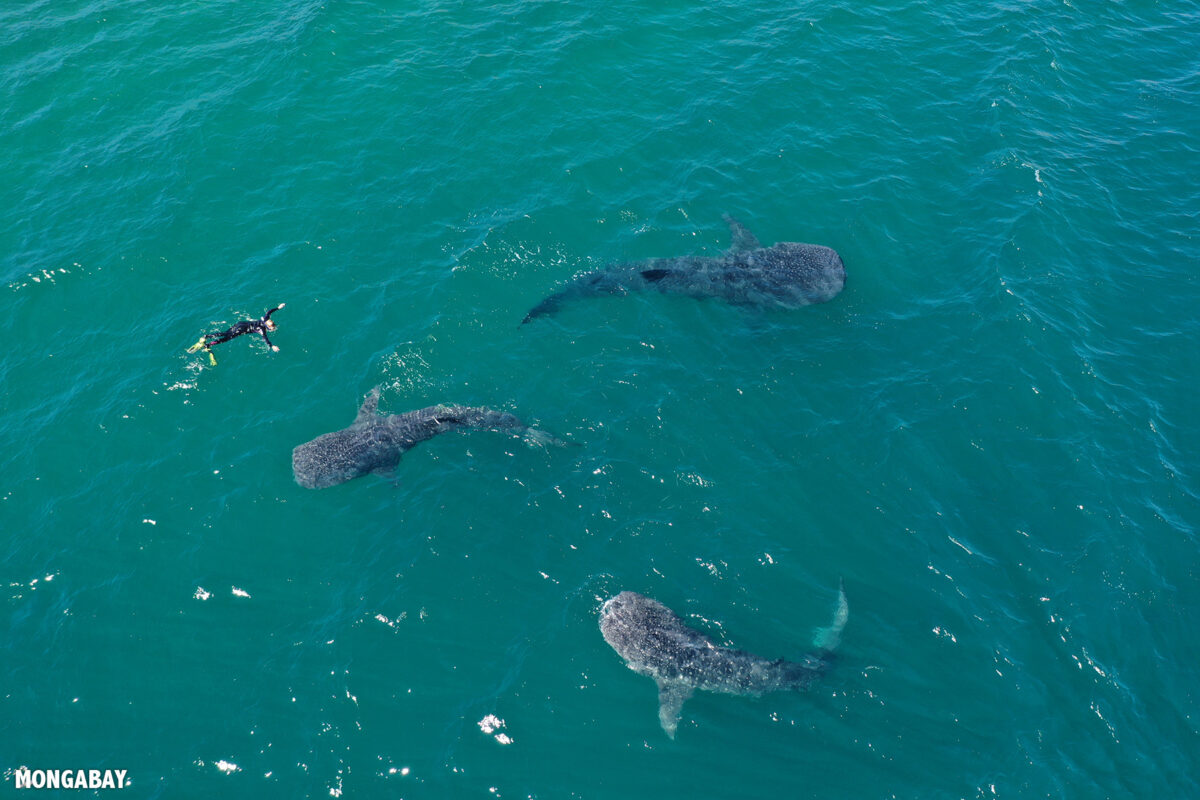 Tourist swimming with whale sharks in the Sea of Cortez. Photo by Rhett Ayers Butler.