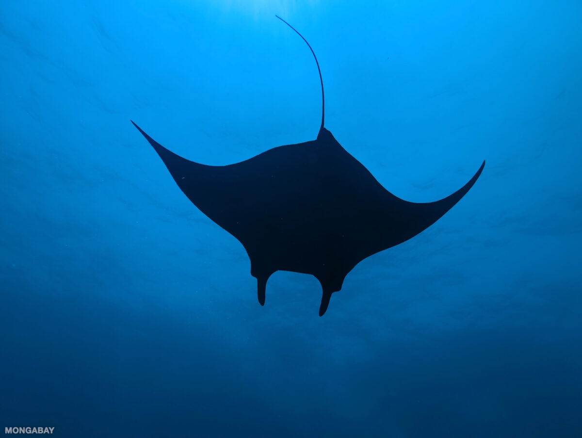 Manta ray of Mexico. Photo by Rhett Ayers Butler.