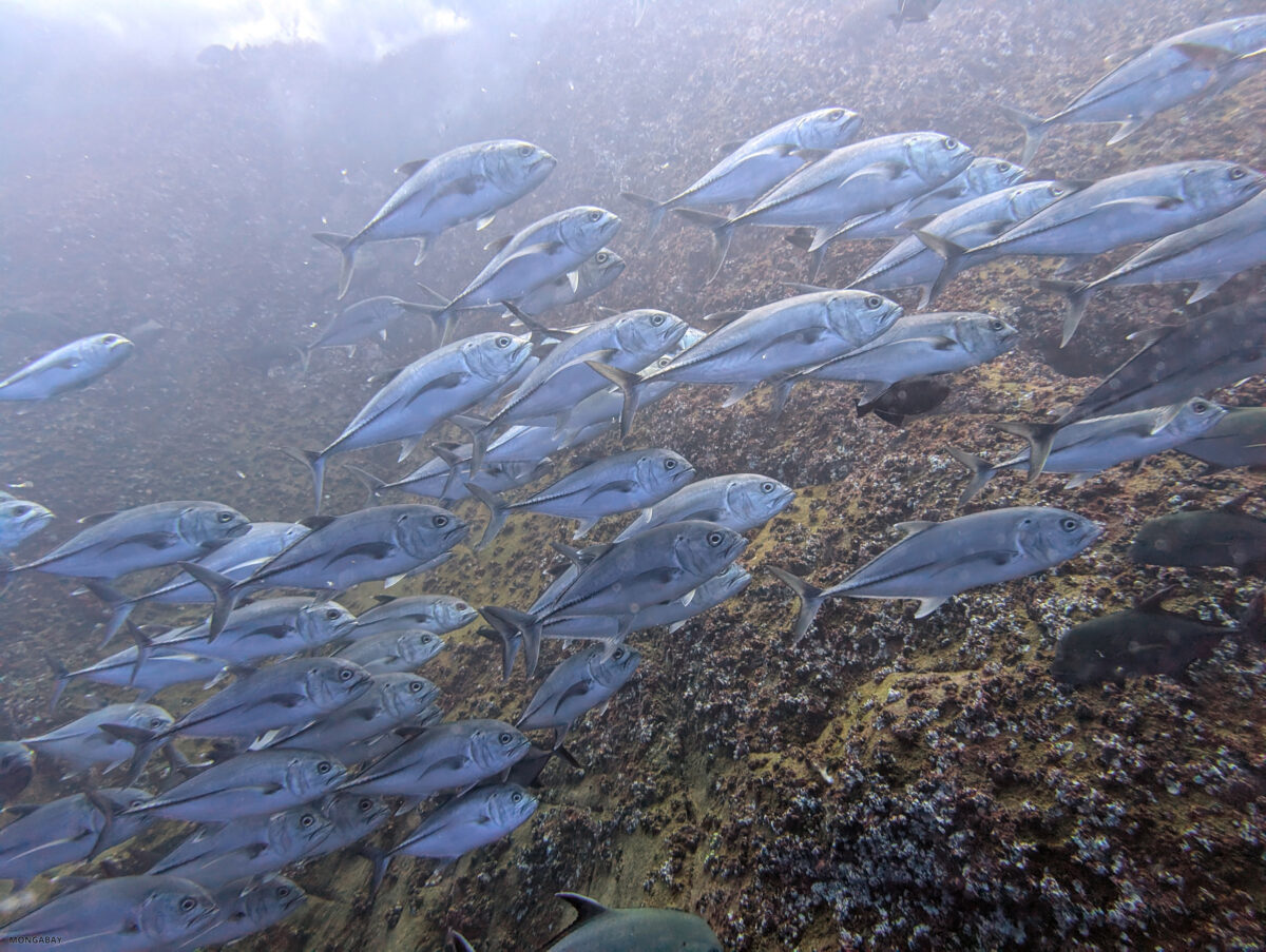 Bigeye trevally (Caranx sexfasciatus) off Isla San Benedicto. Photo by Rhett Ayers Butler.