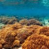 Coral reef in the Sea of Cortez. Photo courtesy of Legacy Works.