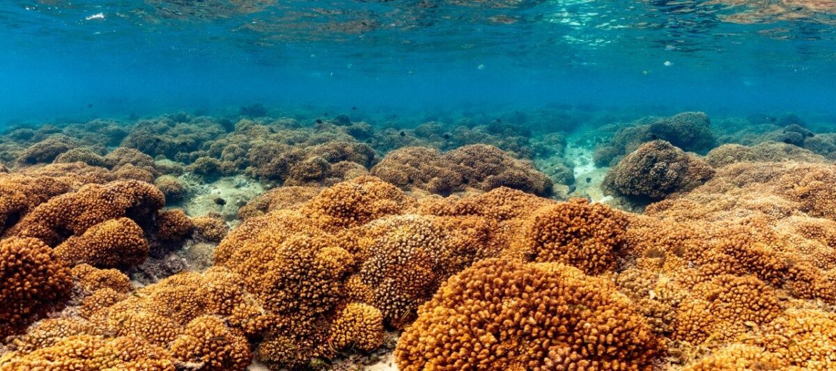 Coral reef in the Sea of Cortez. Photo courtesy of Legacy Works.