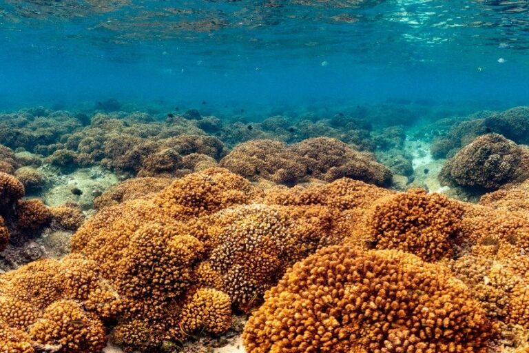 Coral reef in the Sea of Cortez. Photo courtesy of Legacy Works.