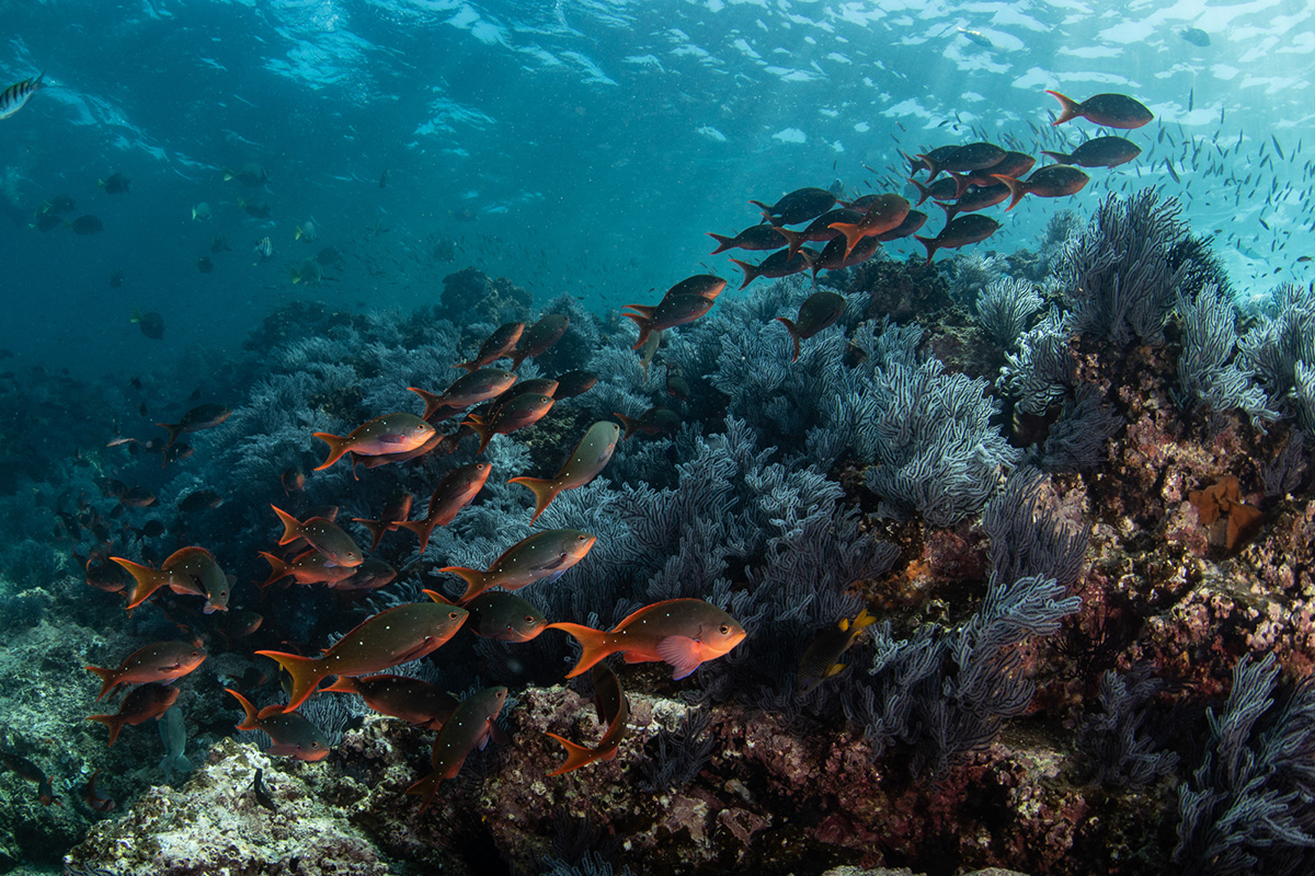 Marinelife off the East Cape. Photo courtesy of Legacy Works.