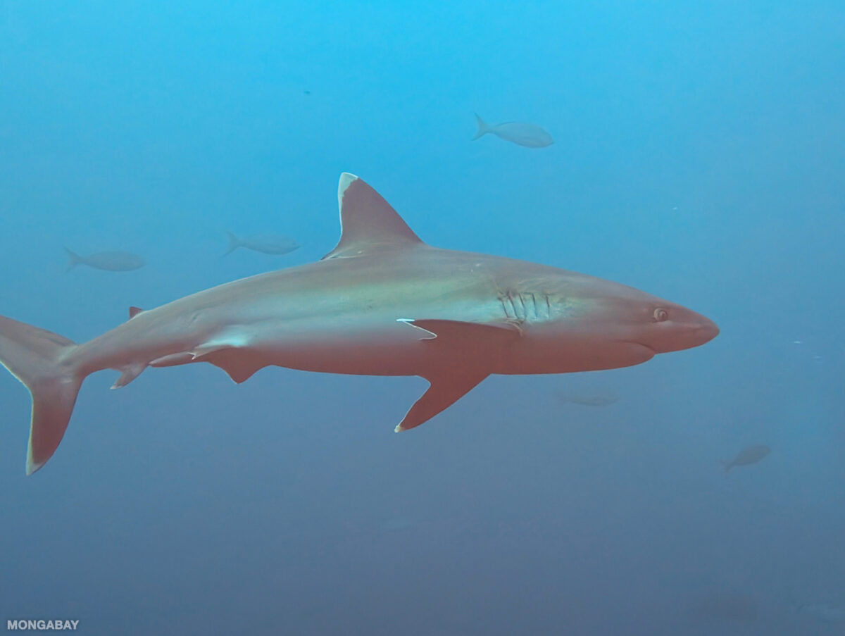 Silver-tipped shark off Mexico. Photo by Rhett Ayers Butler.