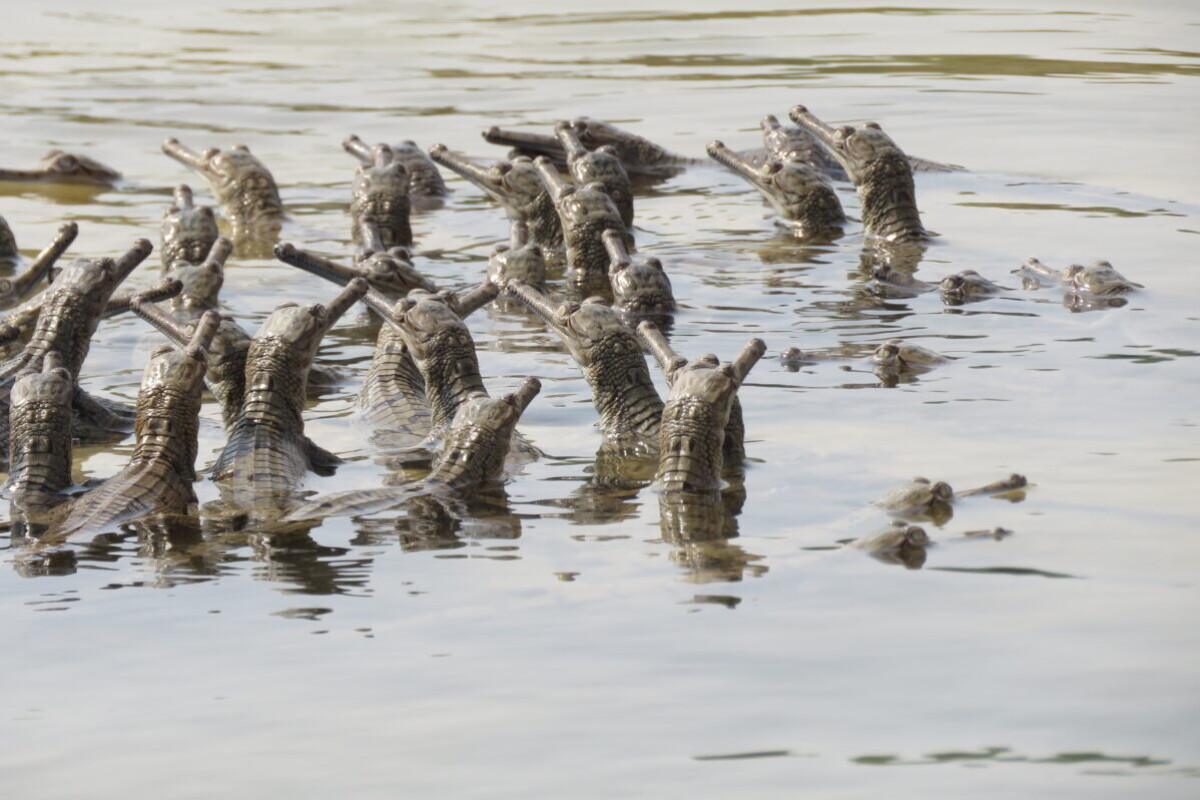 Rising heat threatens female-male ratio of India’s unique gharial crocs