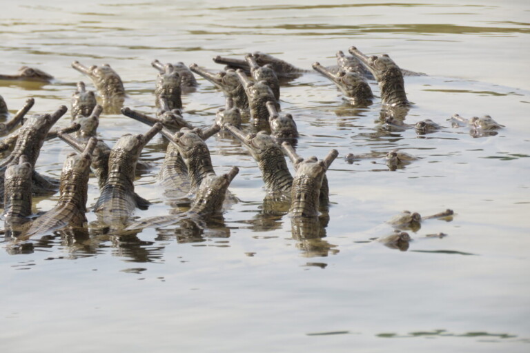 Gharial hatchlings. Image courtesy of Surya P. Sharma.