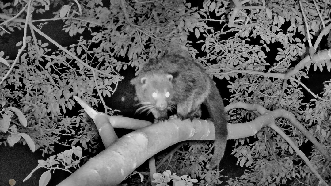 A binturong photographed at night. Image courtesy of 1StopBorneo Wildlife. 